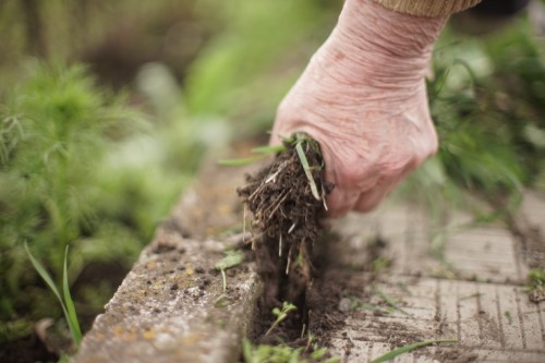 main qui retire les mauvaises herbes