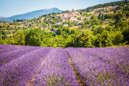 champ de lavande en Provence