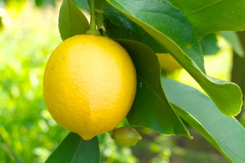 Citron jaune dans l'arbre