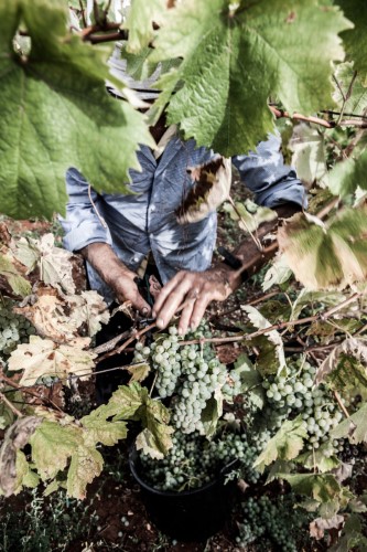 feuille de vigne