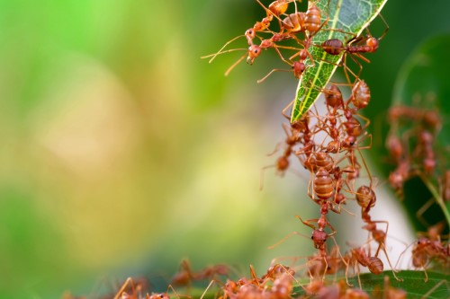 Fourmis qui s’accrochent à une feuille