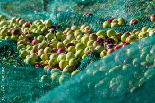 Olives sous le soleil