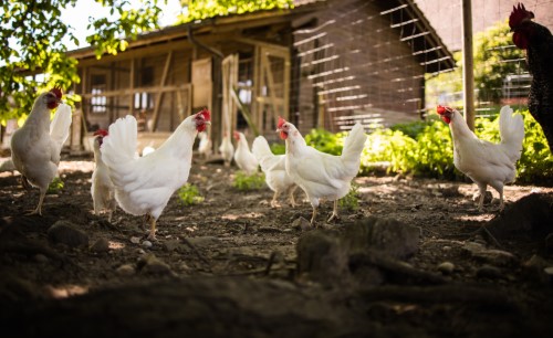 poules dans leur poulailler