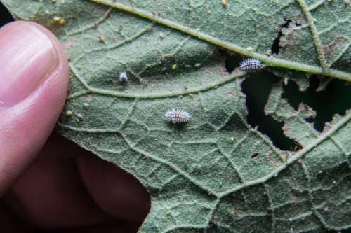 Pucerons blancs sur feuille