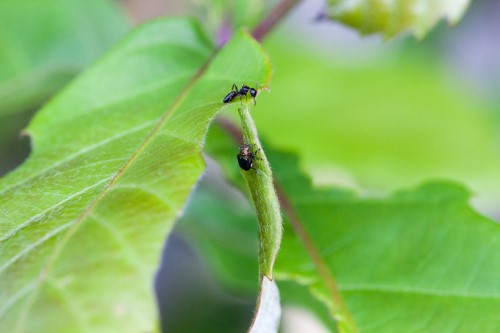 Est-ce que le savon noir éloigne les pucerons, cochenilles et chenilles ?