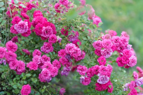 À quel moment mettre du savon noir sur les rosiers ?